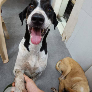 Missing: White-Brown Mix Male Indie Dog from Kibo Shelter in Santacruz West