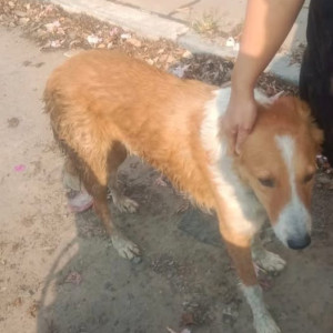 Found: White-Brown Mix Male Indie Dog from Raheja Vista phase 2, NIBM Road