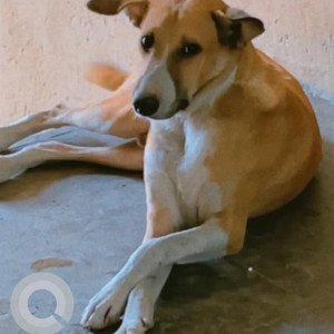White-Brown Mix Male Indie Dog is Missing from Borivali Railway Station East