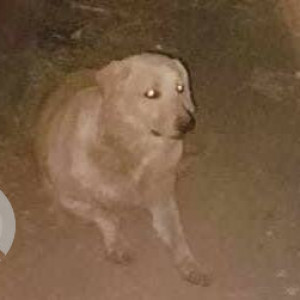 Found: White-Brown Mix Male Labrador Dog from Pathare Chowk, Pathare Mala, Dr Ajinkya DY Patil College road Charholi