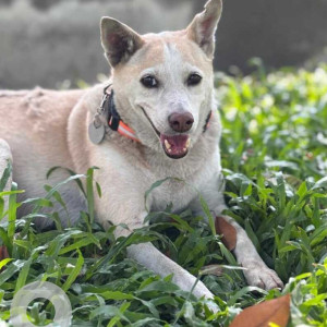 Missing: White Female Indie Dog from Alibaug
