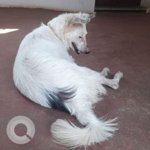 Missing: White Female Indie Dog from Down Market Court Margao