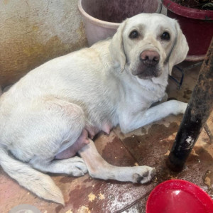 Found: White Female Labrador Dog from New Thippasandra