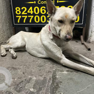 Found: White Male Indie Dog from Chitrashala, Sadashiv peth