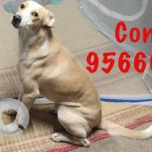 Missing: White Male Indie Dog from Velachery, Gandhi Nagar