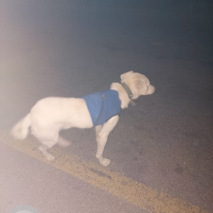 Missing: White Male Labrador Dog from Tathali Bhaktapur Near Shree Itta Bhatta