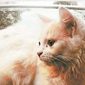 White Not Available Indie (mix) Cat is Missing from Taligao