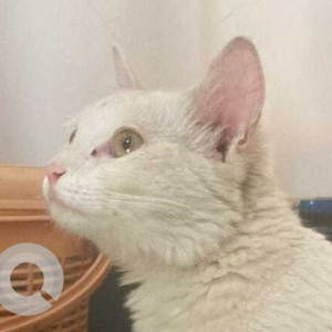 White Not Available Persian Cat is Found from Shankarmutt, Basaveshwarnagar