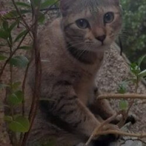 A White and Grey Indian Domestic Short Hair Cat Missing from Zone 13 Adyar, Chennai