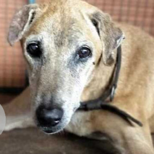 Found: White-Brown Mix Male Indie Dog from Tinto's Caranzalem