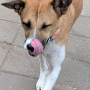 Found: White-Brown Mix Female Indie Dog from Koregaon Park