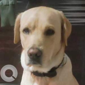 Missing: White Male Labrador Dog from Ghevraa,  New Delhi