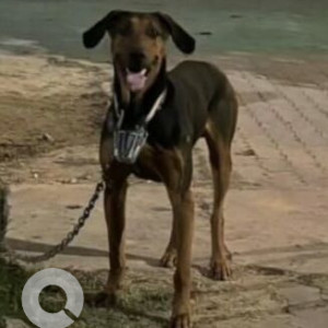 Missing: Black and Brown Male Indie Dog from Lucknow