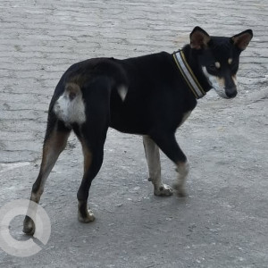Missing: Black and Brown Female Indie Dog from Pulpy from Jalukbari Pragjyotish Nagar, near NH 27
