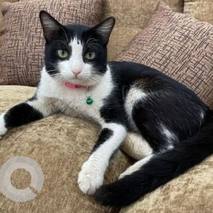 Missing: Black and White Male Indie Cat from Fat Fish Restaurant, Calangute