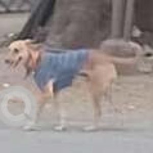 Found: White-Brown Mix Male Indie Dog from Sai Hira Building, Mundhwa, Pune