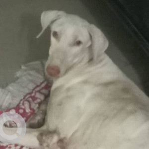 Found: White Male Rajapalayam Dog from Madipakkam road