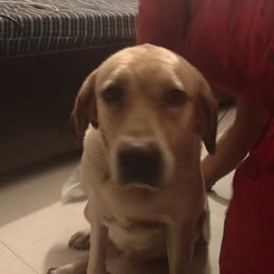 A Golden Labrador Dog Found from Sector 49, Gurugram