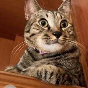 Missing: Black and Brown Male Indie Cat from Citadel Society of B.T. Kawade Road
