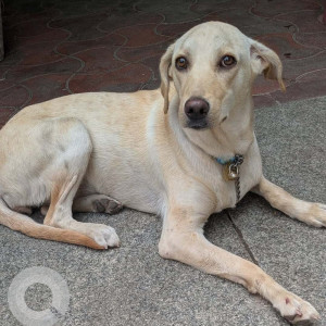 Found: White Female Indie Dog from Ram Medicals on Yelenahalli Main Road, Akshaynagar