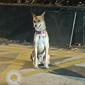 Found: White-Brown Mix Male Indie Dog from Kalanagar signal