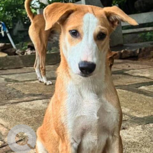 A White-Brown Mix Indie Dog Missing from Jubilee Hills, Hyderabad