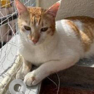 Missing: White-Brown Mix Male Indie Cat from New Thippasandra near indiranagar