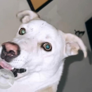Missing: White Male Indie Dog from Mukhram Park Tilak Nagar
