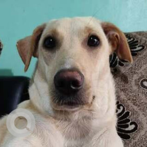 Missing: White Female Labrador Dog from Sangvi, Pune