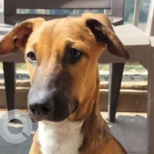 Missing: Black and Brown Male Indie Dog from Pune, Baner