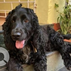 Missing: Black Male Cocker Spaniel Dog from Baga, Goa