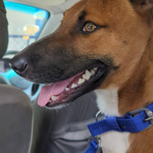 Missing: Brown Male Indie Dog from Johnson Market, Novel Business Park, Infant Jesus Church and  Shanthi Nagar