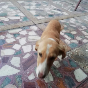 A White-Brown Mix Indie Dog Missing from Sector 63, Noida