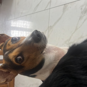 A Black and White Indie Dog Missing from Edathala, Edathala