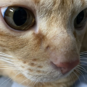 Missing: Light Brown Male Ginger Cat from Shanti Kunj, damu chak road