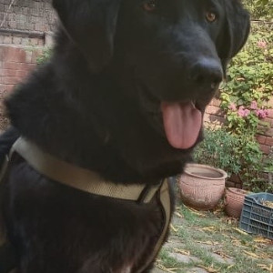 Missing: Black Male Bhotiya/gaadi Dog from Near New Chandigarh