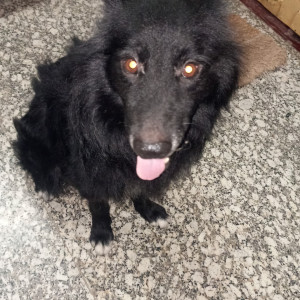 A Black Pomeranian cross Dog Missing from Maheshpur, Varanasi