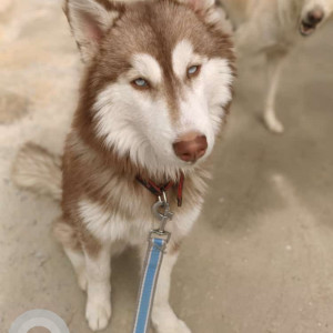 Missing: Golden Female Siberian husky Dog from Nangloi kirari