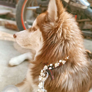 Missing: Golden Female Siberian husky Dog from Nangloi kirari-2