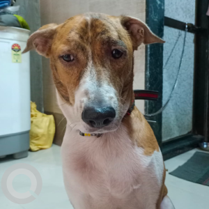 A White-Brown Mix Mixed Breed Dog Missing from Andheri-2