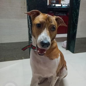 A White-Brown Mix Mixed Breed Dog Missing from Andheri