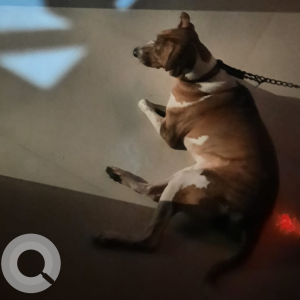 A White-Brown Mix Mixed Breed Dog Missing from Andheri