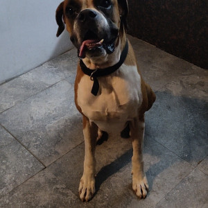Missing: White-Brown Mix Male Boxer Dog from Jawahar nagar