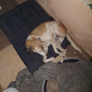 Missing: White-Brown Mix Female Indie Dog from Sector 66, Gurgaon