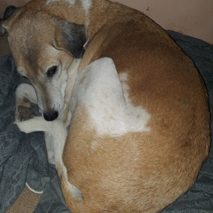 Missing: White-Brown Mix Female Indie Dog from Sector 66, Gurgaon-2