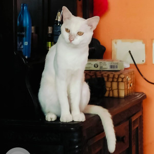 Missing: White Male Not available Cat from 57 street, sector 10, ayyapuram, kk nagar chennai