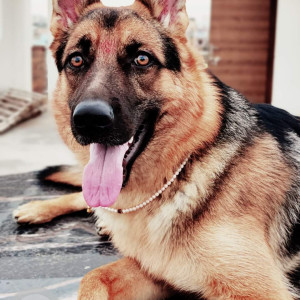 Missing: Black and Brown Male German Shepherd Dog from Dwarka Expressway Sec 102, Opposite DPS School