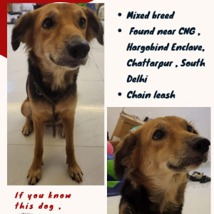 Found: Black and Brown Female Mixed/ unknown Dog from Old CNG pump , near oodles chattarpur-2