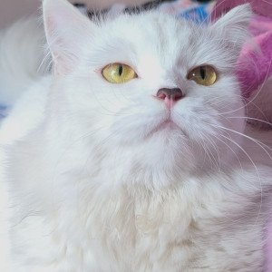 Missing: White Female Persian Cat from Prem nagar, erragadda