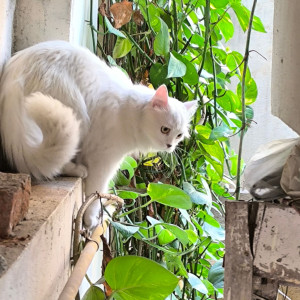 Missing: White Female Persian Cat from Prem nagar, erragadda-3